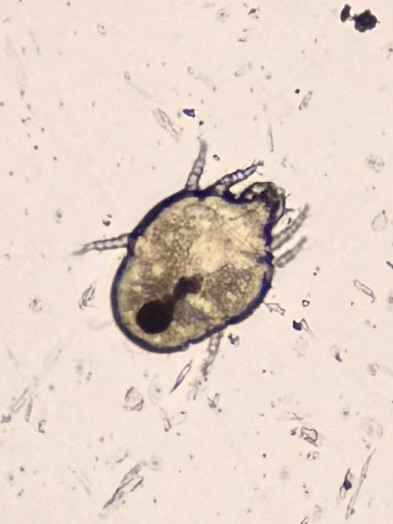 Parasite control